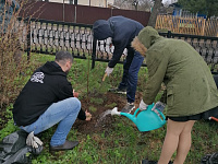 Информация по проведению акции «Сад памяти»